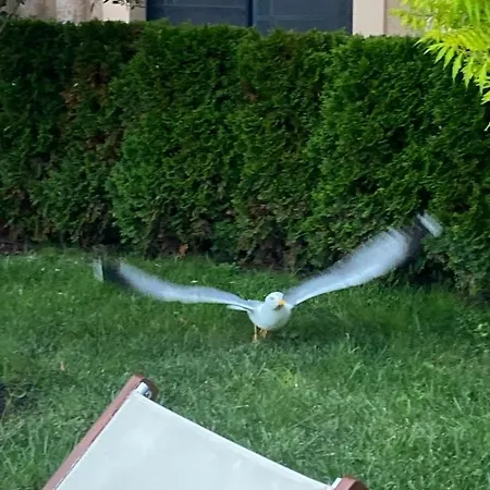 Aphrodite Gardens D208, Slăntjev Brjag